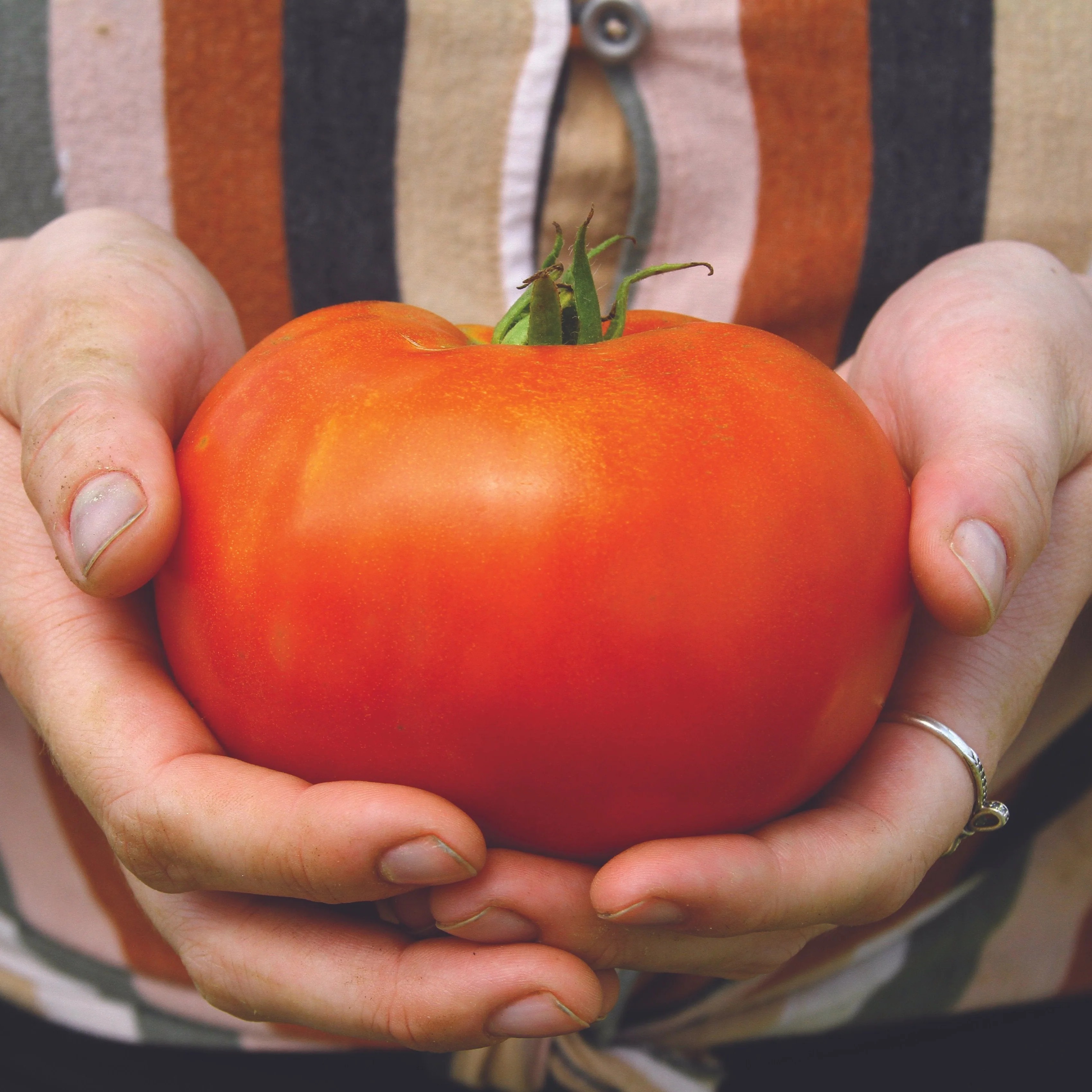 Ivan Tomato