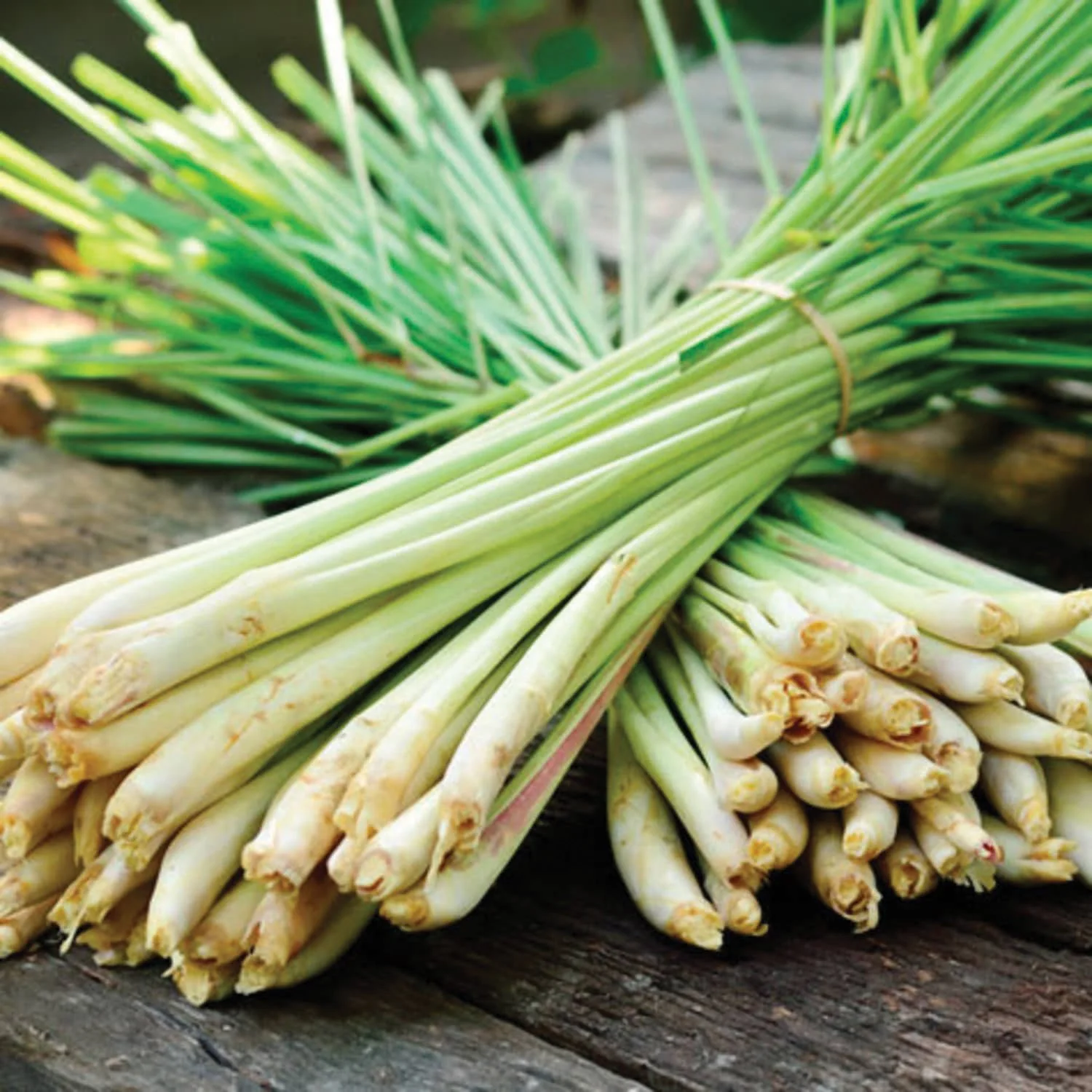 Lemongrass